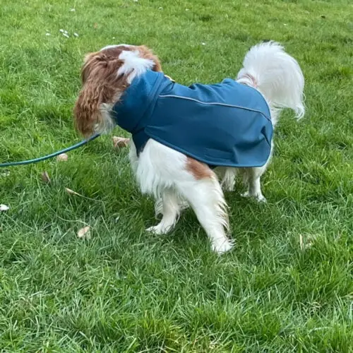 parka-petit-chien